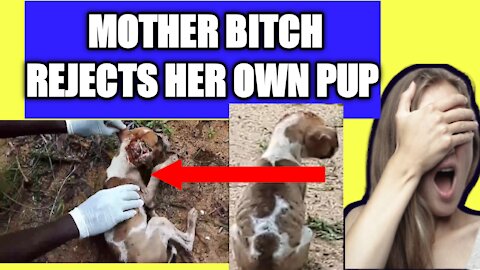 WHY MOTHER BITCH FED ONE PARTICULAR PUP SEPARATELY?