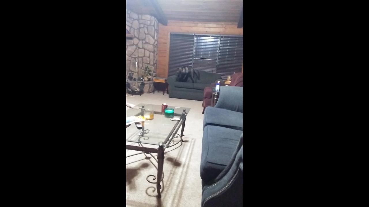 Hyperactive Wolfdog Can't Stop Doing Zoomies In The Living Room