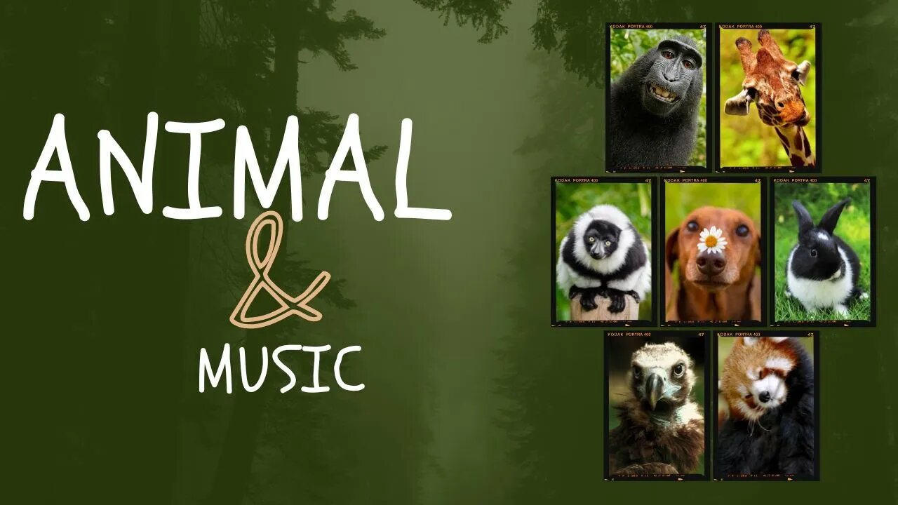 Harmonizing Nature: The Transformative Power of Music on Animals 🎼🎷📢