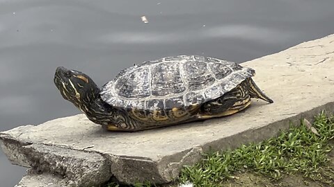 Turtle of James Gardens Toronto