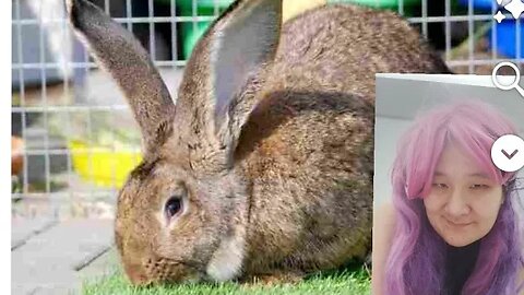FLEMISH GIANT