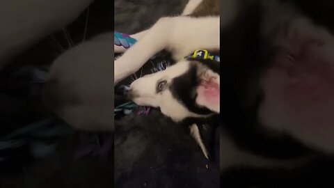 Zeus the husky puppy