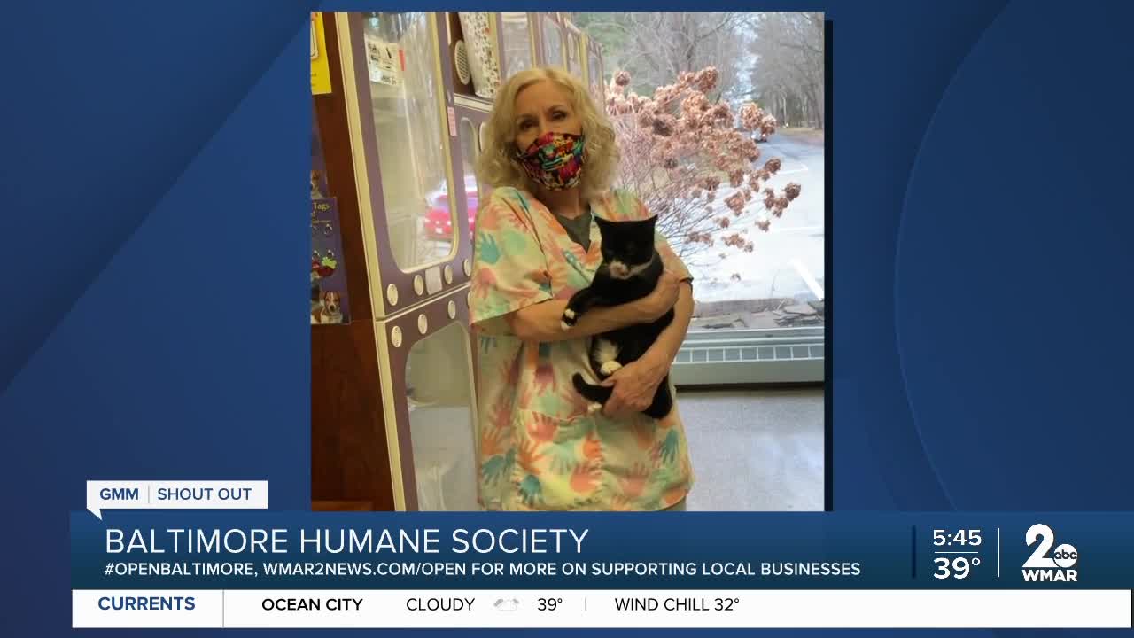 Pets up for adoption at the Baltimore Humane Society