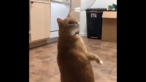 PLAYING CAT VIDEO MEAWWW