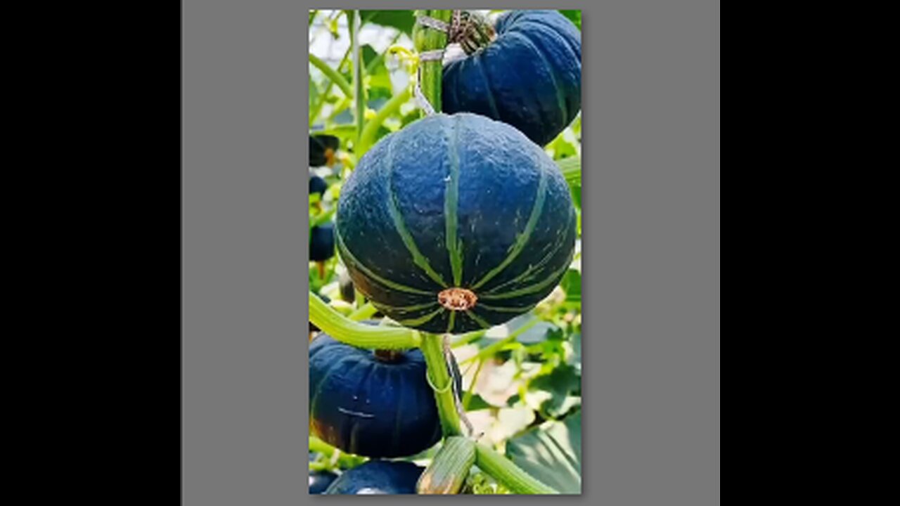 Do This and Grow more vegetable
