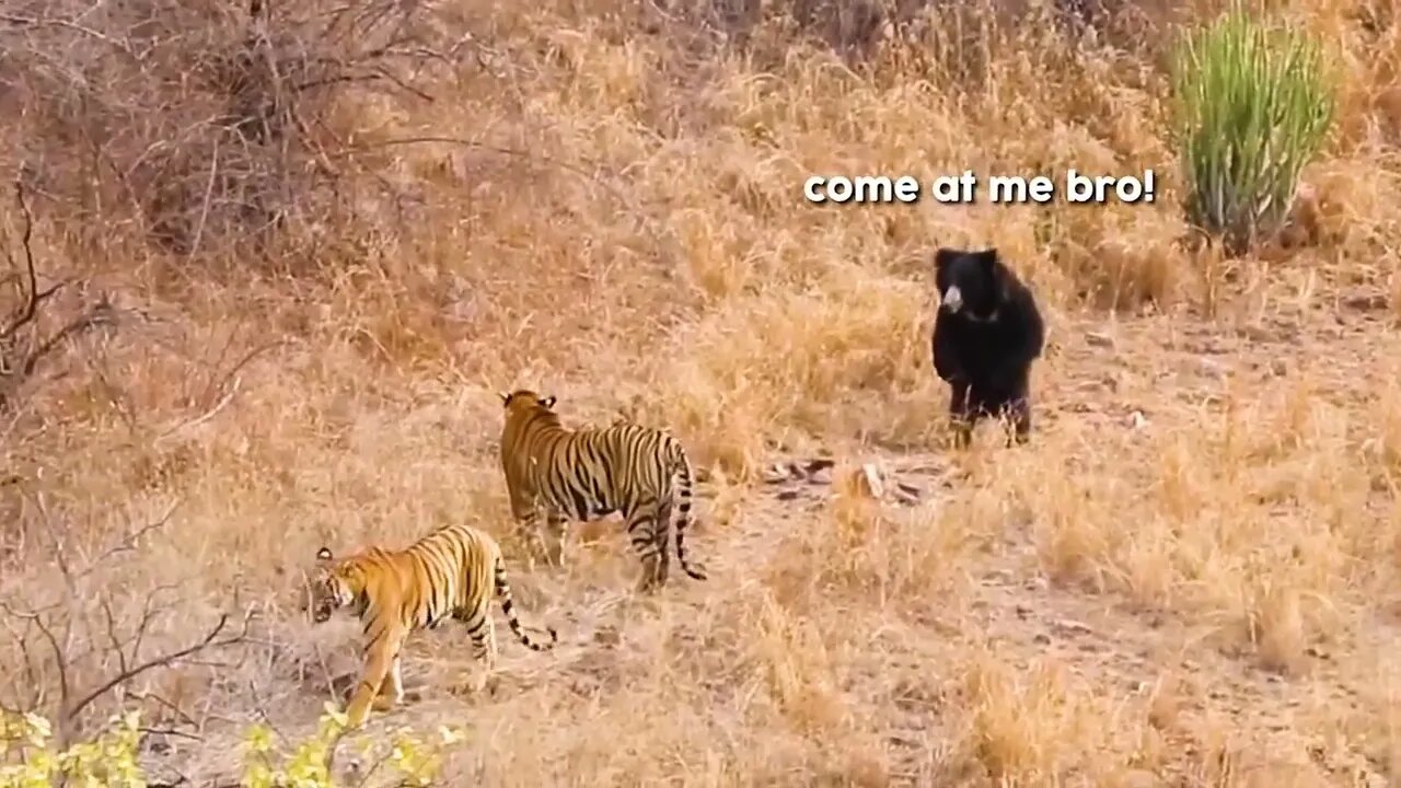 40 Times Animals Messed With The Wrong Opponent !2 6