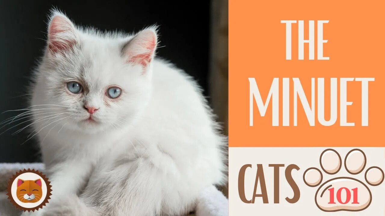 🐱 Cats 101 🐱 MINUET CAT - Top Cat Facts about the MINUET