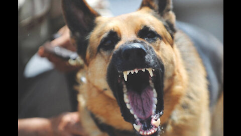 What you need to know if a dog attack's you