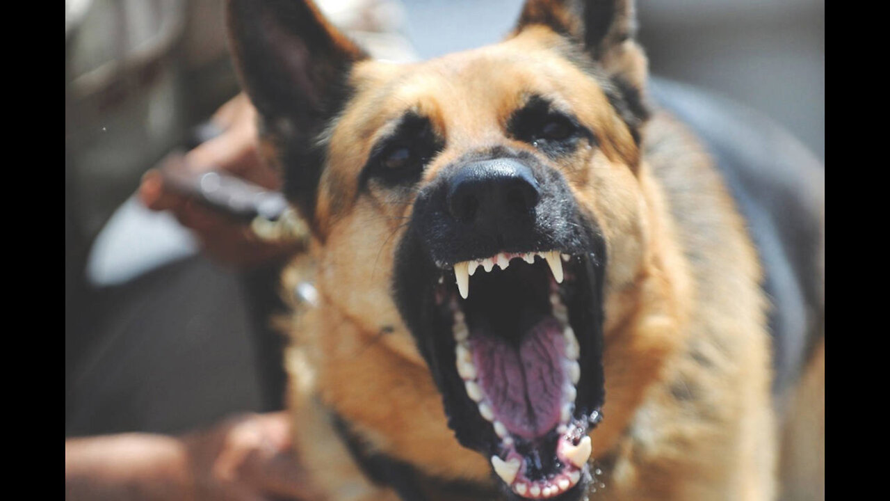 What you need to know if a dog attack's you