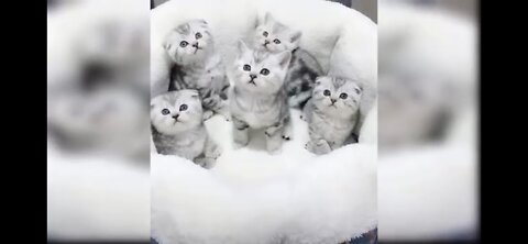 Cute Baby Cats Video Compilations-3🐈😘