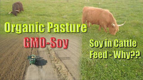 Soy in Cattle feed Why??