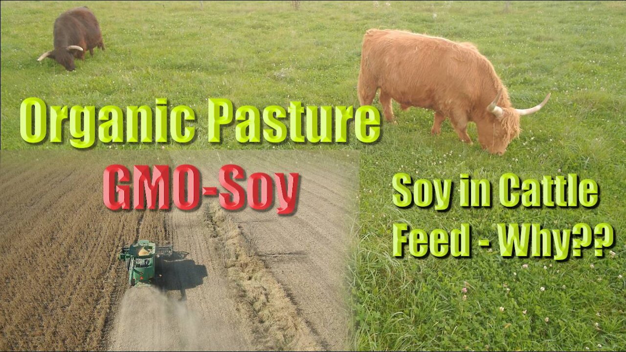 Soy in Cattle feed Why??