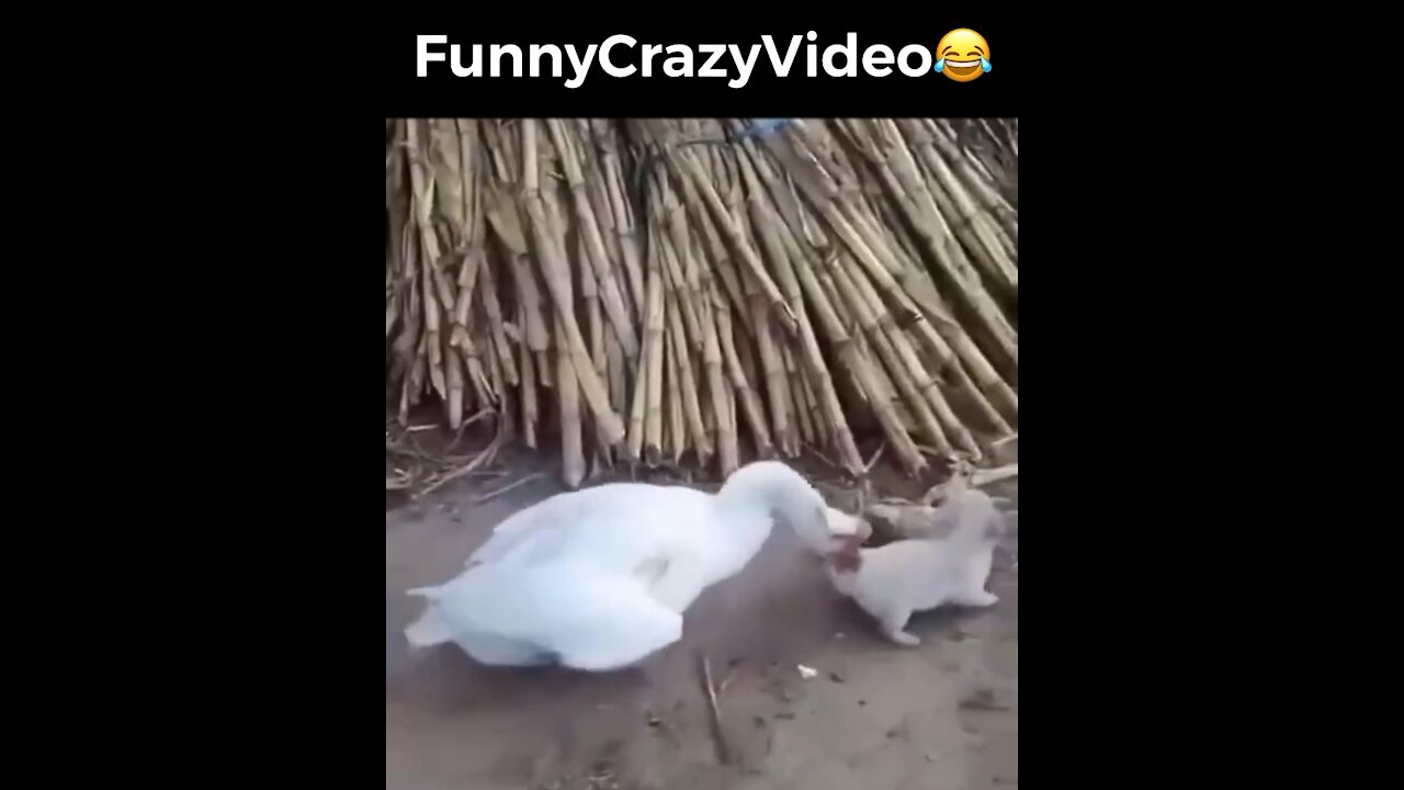 Mr FunnyCrazyVideo😂 Just Incredible Video Funny and Crazy #Like Follow for Follow 🥰