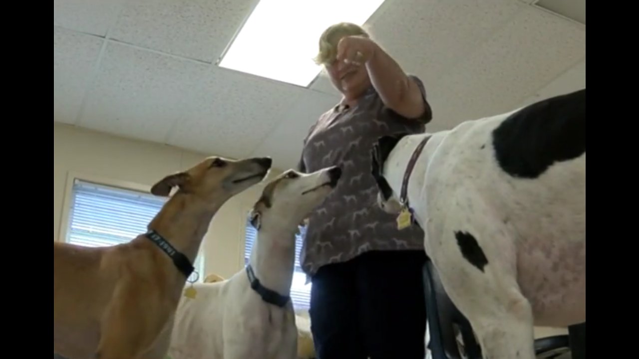 Training greyhounds to become service dogs