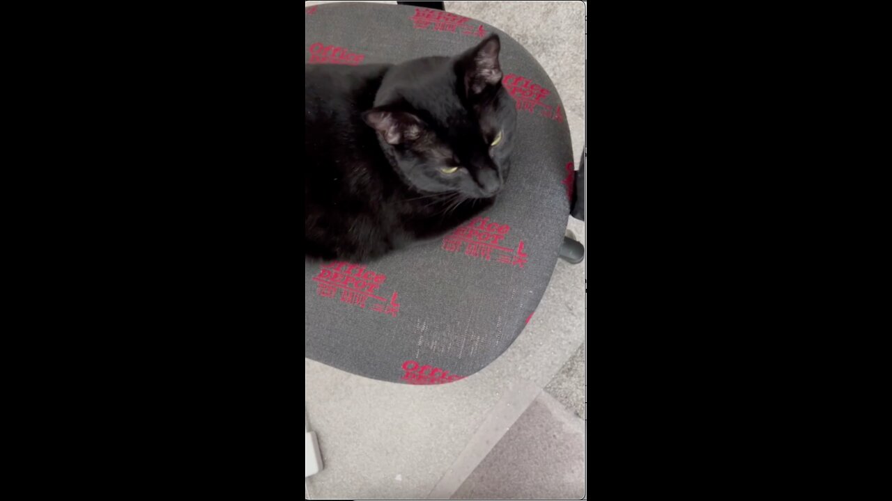 Adopting a Cat from a Shelter Vlog - Moving Pretty Precious Piper Off the Office Chair #shorts