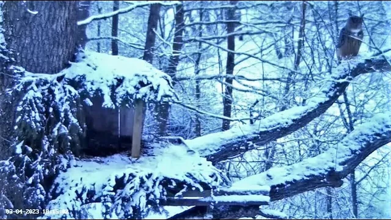 Eagle Owl Checks on The Nest 🦉 03/04/23 18:13