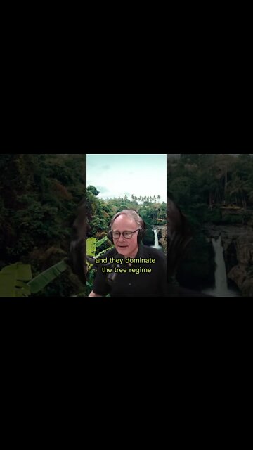 Is the amazon forest man-made? How was the amazon forest formed? - Joe Rogan & Graham Hancock #short