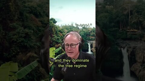 Is the amazon forest man-made? How was the amazon forest formed? - Joe Rogan & Graham Hancock #short