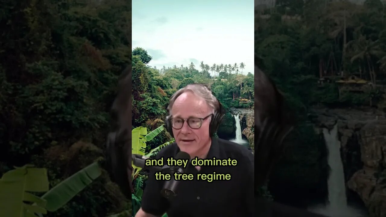 Is the amazon forest man-made? How was the amazon forest formed? - Joe Rogan & Graham Hancock #short