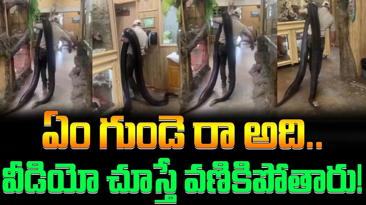 ఏం గుండె రా అది..వీడియో చూస్తే వణికిపోతారు! | large pythons (snakes ) in the room #viral | FBTV NEWS