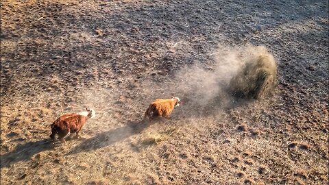 Run away hay bale!