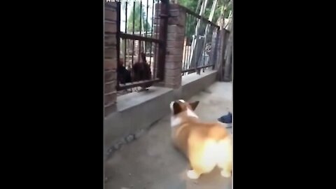 Chicken vs dog fight • funny dog fight videos