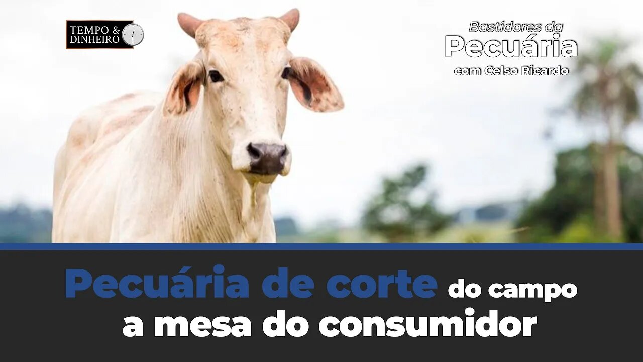 Pecuária de corte do campo a mesa do consumidor. Veja o comentário de Celso Ricardo