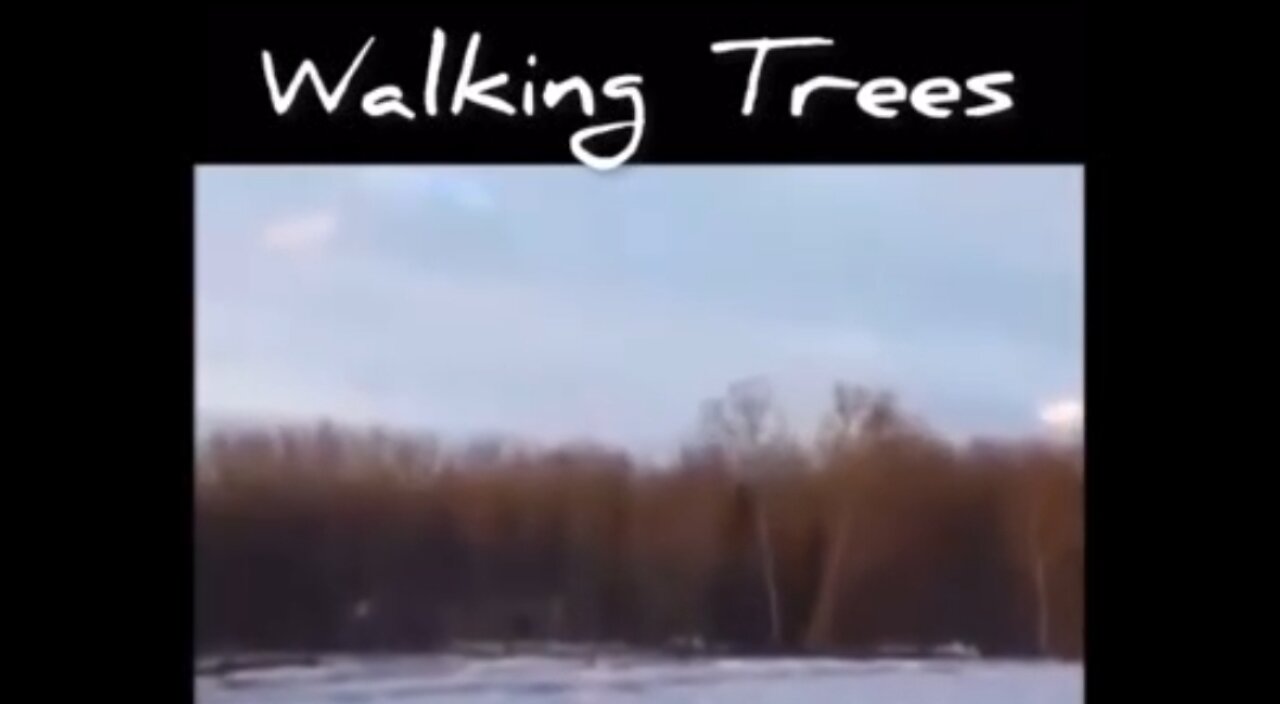 1420. PHENOMENON 🌳 Walking Trees