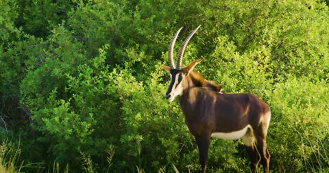 Antelope Grazing and Spotting