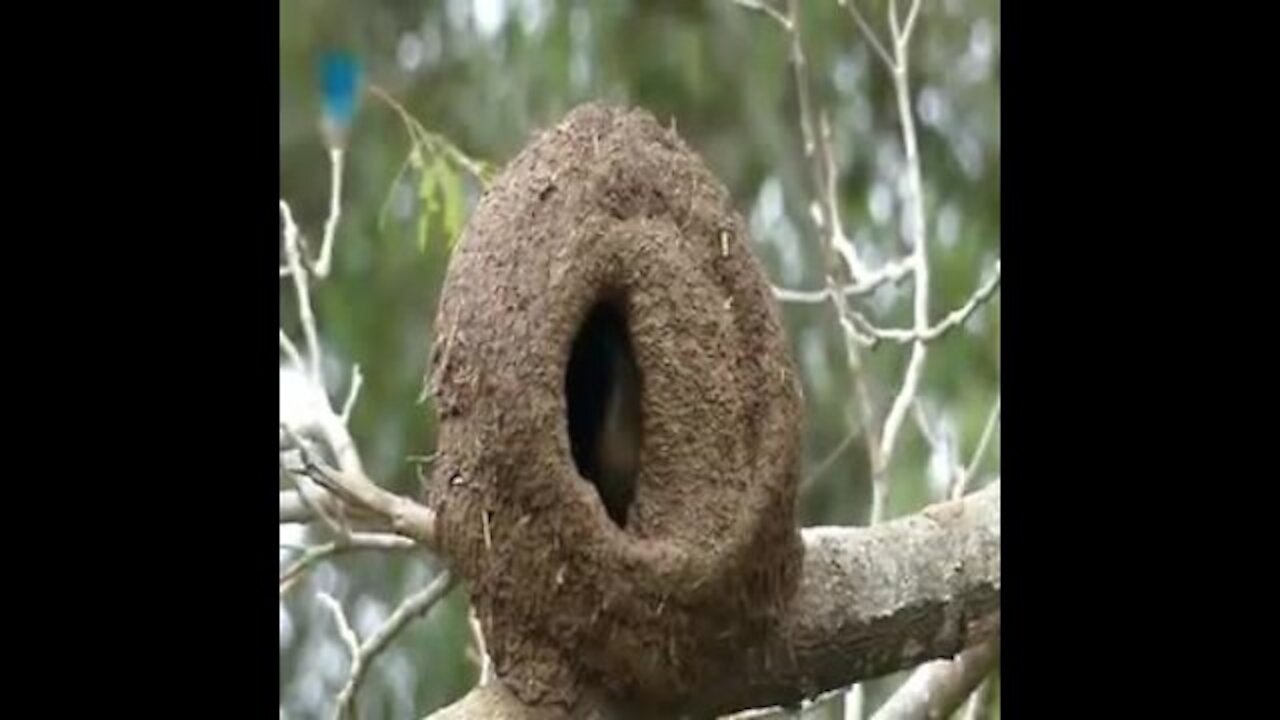 smart birds know how to choore trees to nest