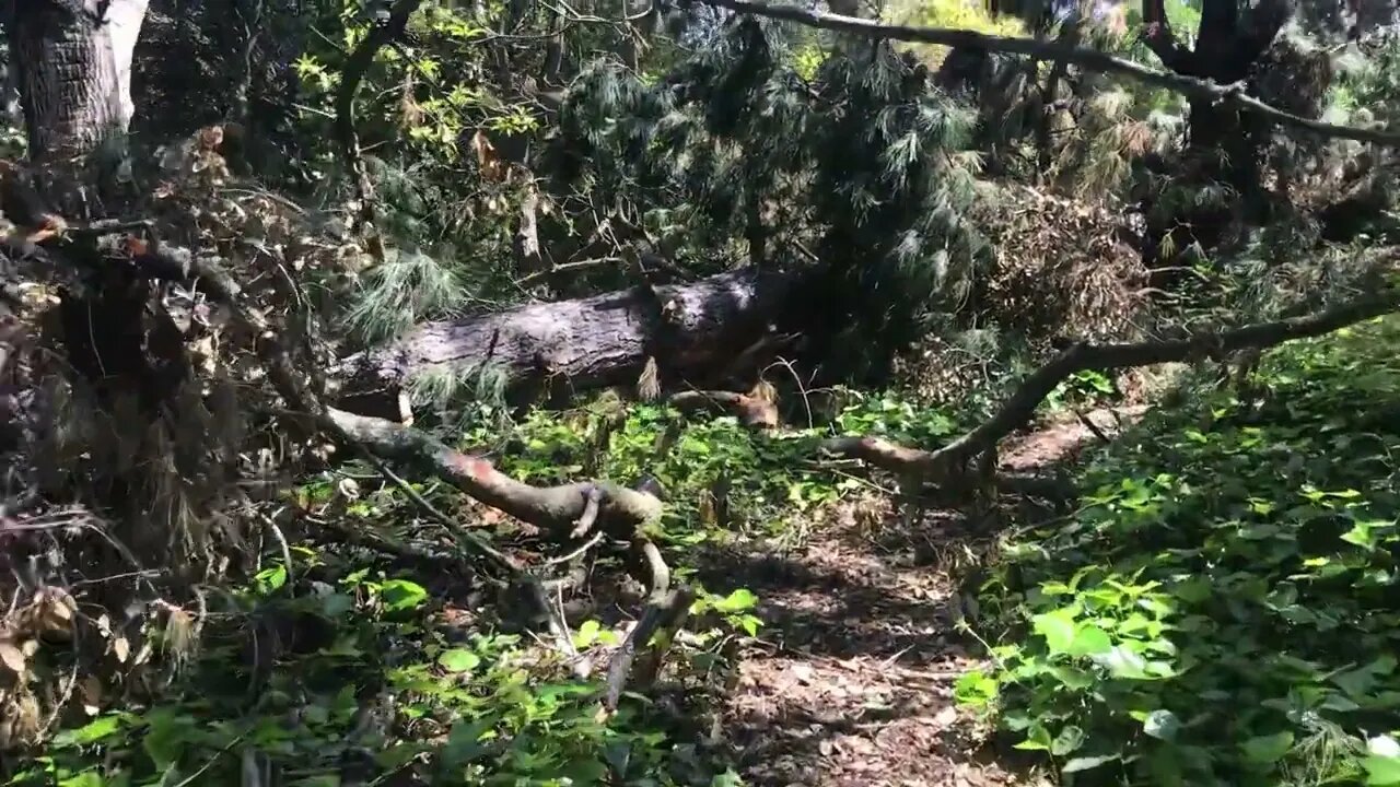 Path To The Big Fallen Trees