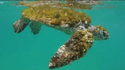 Sick turtle is rescued from ocean by stand up paddler