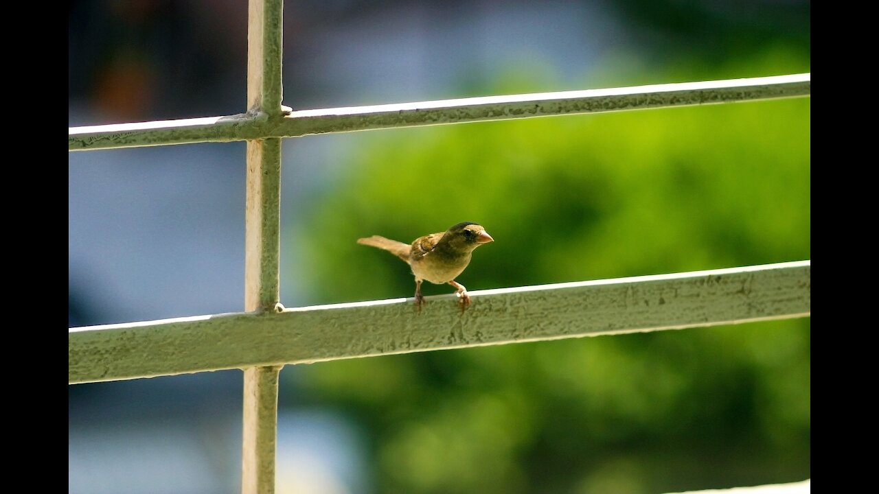 Bird Looking at a Camera