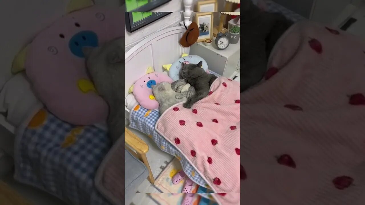 cute cats sleeping 😴