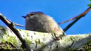 IECV NV #208 - 👀 Here Is A Quick Clip Of A Cute Little Bushtit 🐤 💖 3-25-2016