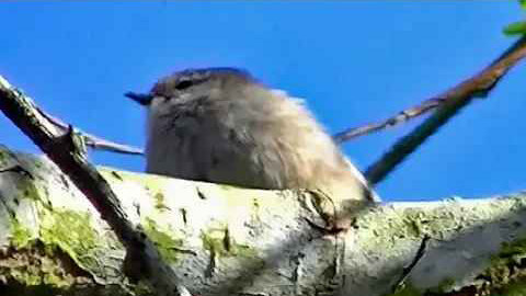 IECV NV #208 - 👀 Here Is A Quick Clip Of A Cute Little Bushtit 🐤 💖 3-25-2016