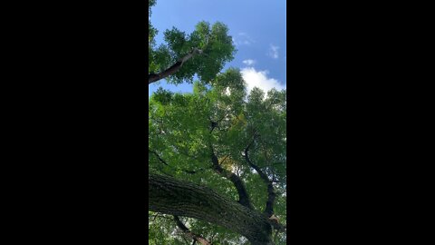 Loerie in a tree
