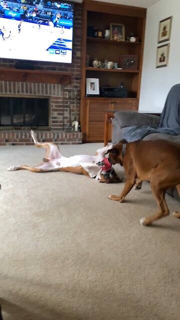 Life’s a drag…the boxer way