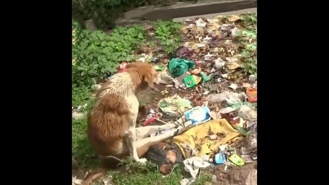 Paralysed dog growled and barked, patience brought sweet reward #Shorts