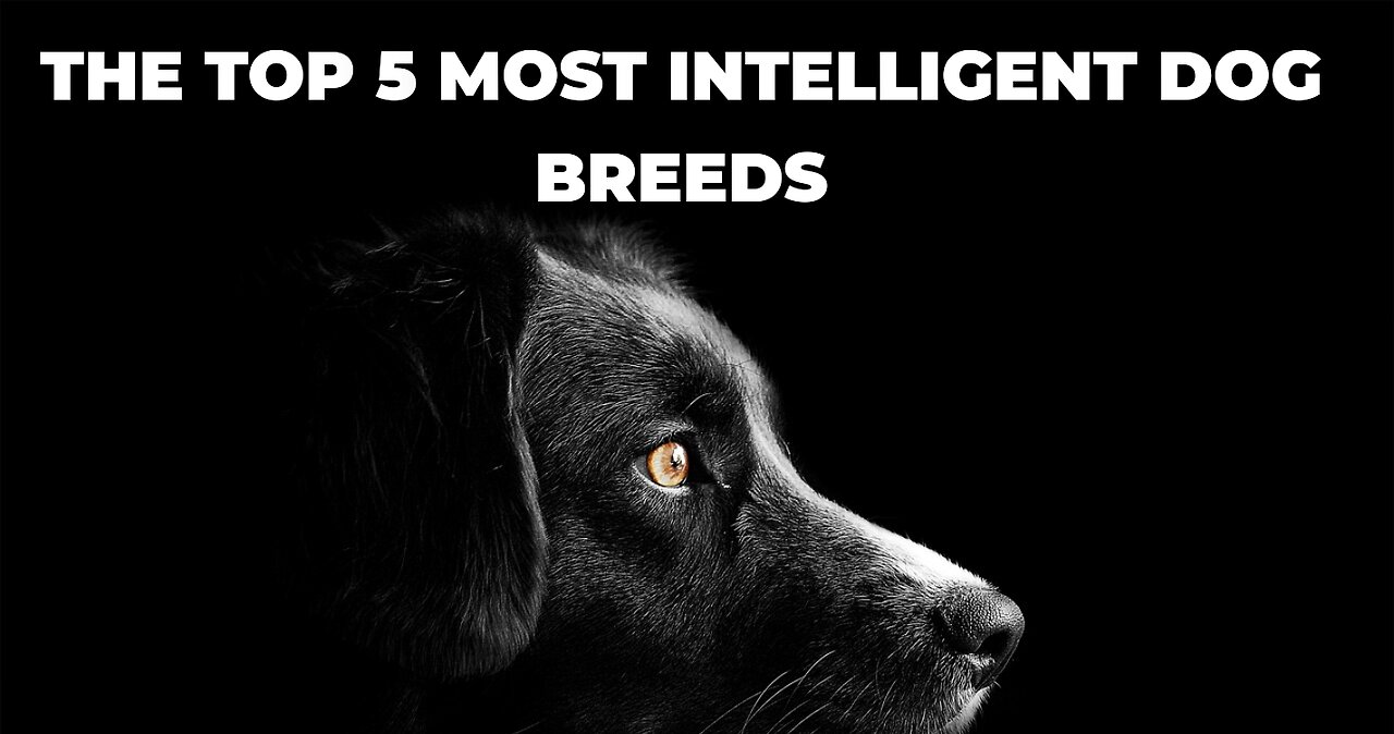 The Top 5 Most Intelligent Dog Breeds