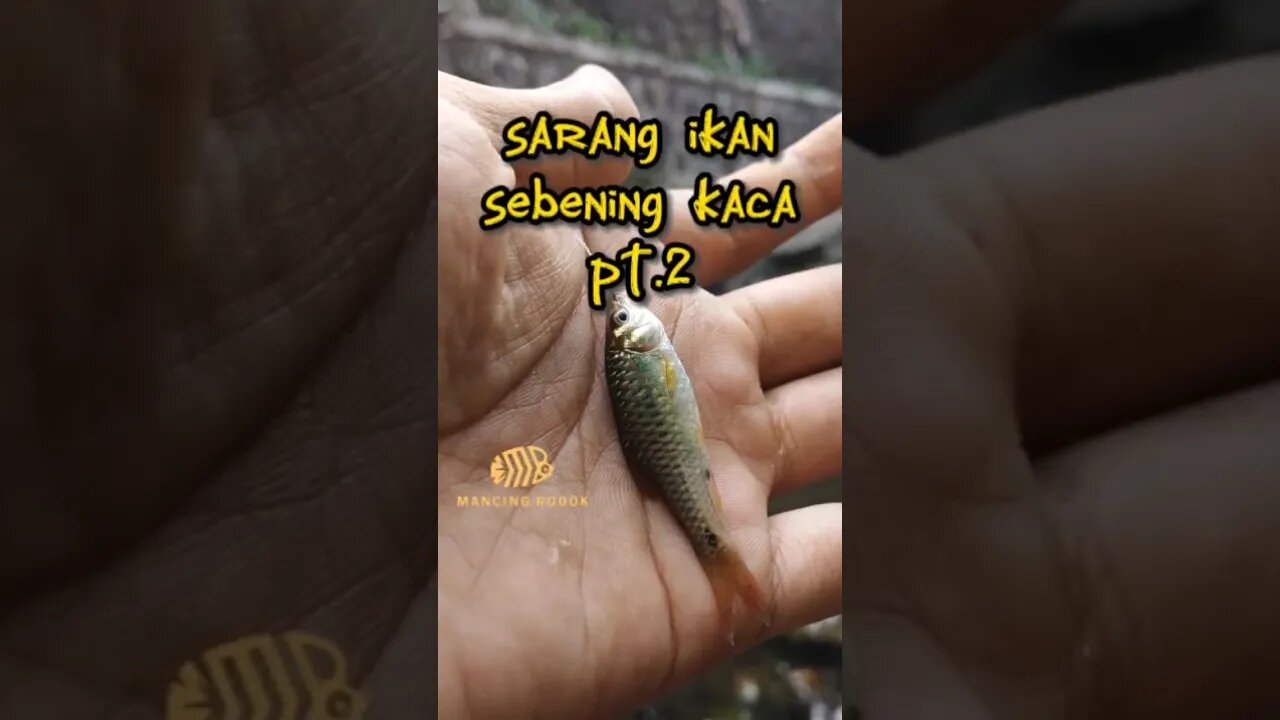 SARANG IKAN AIR SUNGAINYA BENING BANGET sampai kelihatan ikannya banyak banget yang ngumpul #mancing