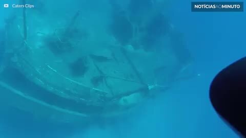 Mergulhador é surpreendido por "tornado" de tubarões!