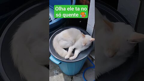 #gatos #cidade #itabaianinha