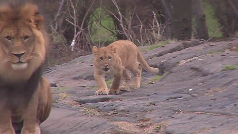 Adorable Lion Cub Debuts