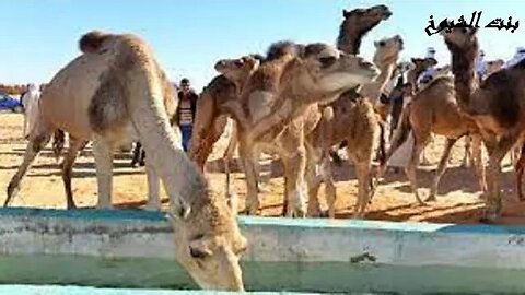 قصة وقصيدة من مضارب البادية@Badia11