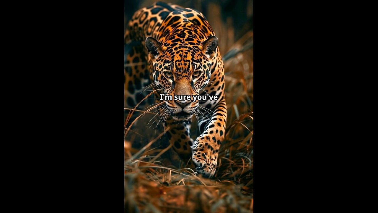 Cool Facts About Leopard's 🐆🐆🐆