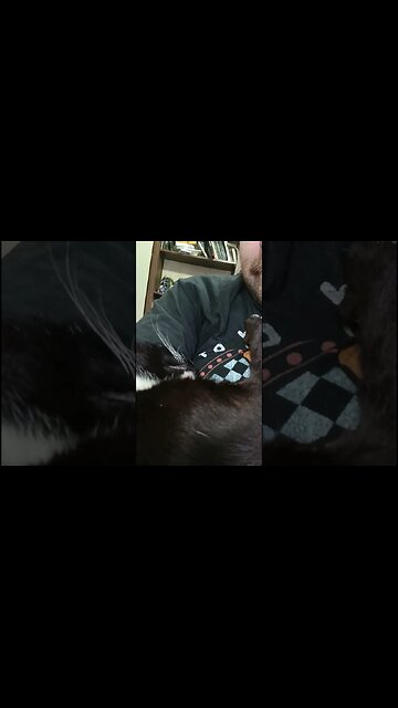 Comfortable cat 😺 #youtubeshorts #cat #shortsfeed #shortsvideo #catlover #catshorts