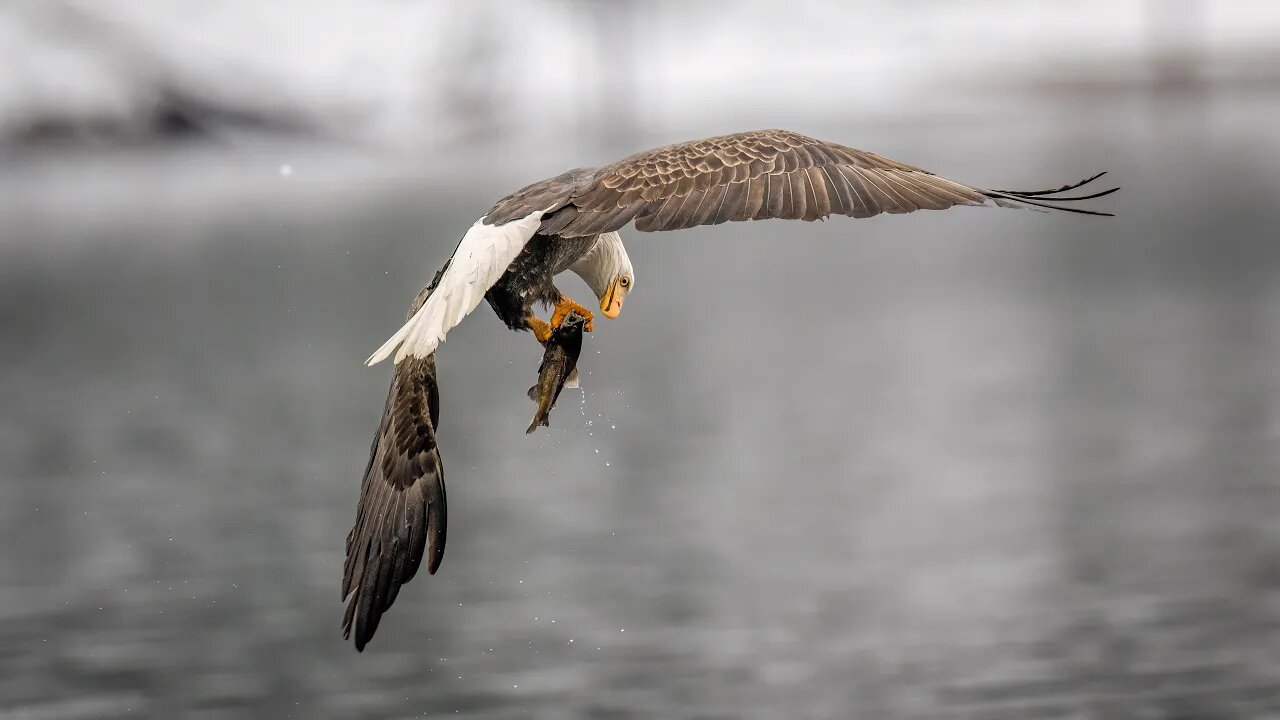 Back Eagle—Last Look Back, Sony A1/Sony Alpha1, 4k