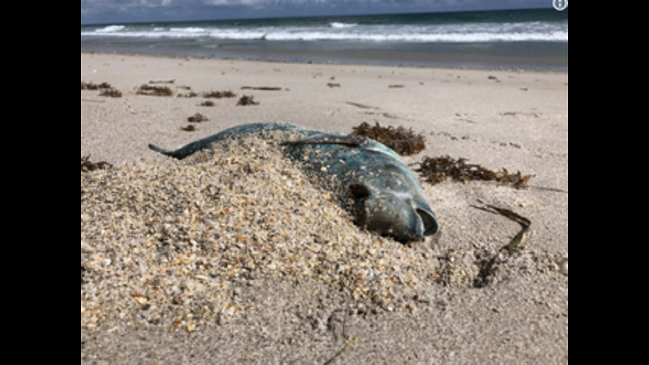 St. Lucie and Indian River Counties spent more than $200,000 on red tide cleanup