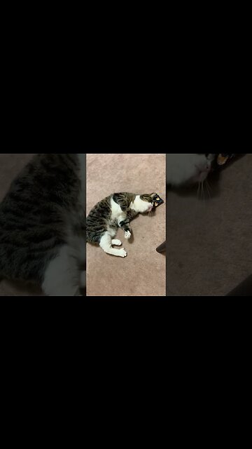 The Purrfect Cat Christmas Gift